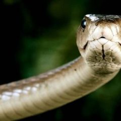Imagem da notícia: Veneno de cobra poder&aacute; ser melhor que a morfina