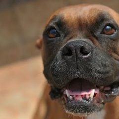Imagem da notícia: Faro dos c&atilde;es pode detetar cancro no pulm&atilde;o