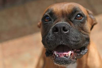 Imagem da notícia: Faro dos cães pode detetar cancro no pulmão