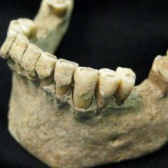 Imagem da notícia: Dentes ajudam a estudar &eacute;pocas passadas