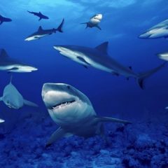 Imagem da notícia: C&eacute;lulas de tubar&otilde;es podem ser usadas em dentes humanos