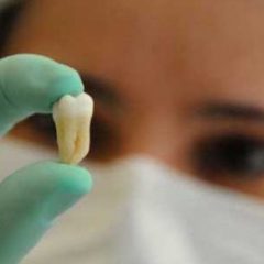Imagem da notícia: Estudante faz r&eacute;plica dent&aacute;ria mais pequena do mundo