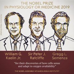 Imagem da notícia: Nobel da Medicina: como as células se adaptam a diferenças de oxigénio
