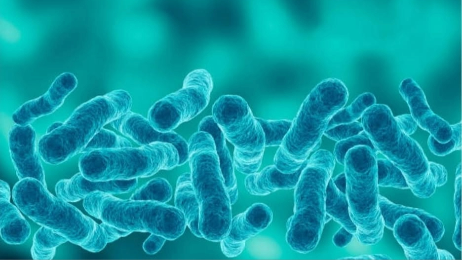 Imagem da notícia: SMD promove webinar sobre “Legionella em Clínicas Dentárias”